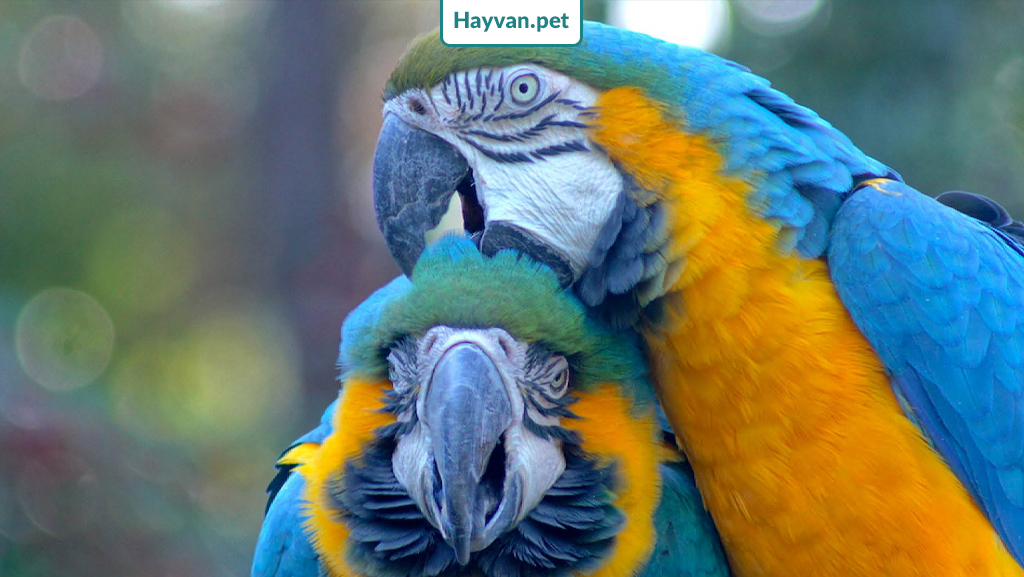 Macaw Ara Papağanı boyutu ve ömrü