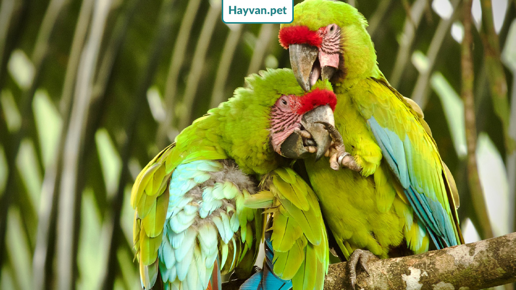 Macaw Ara Papağanı hastalıkları