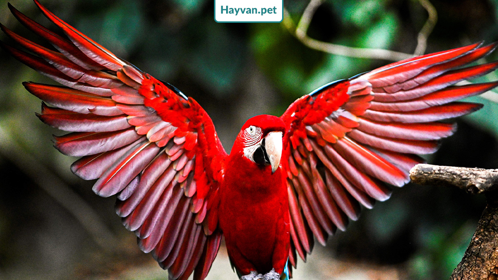 Macaw Ara Papağanı karakter ve davranışları