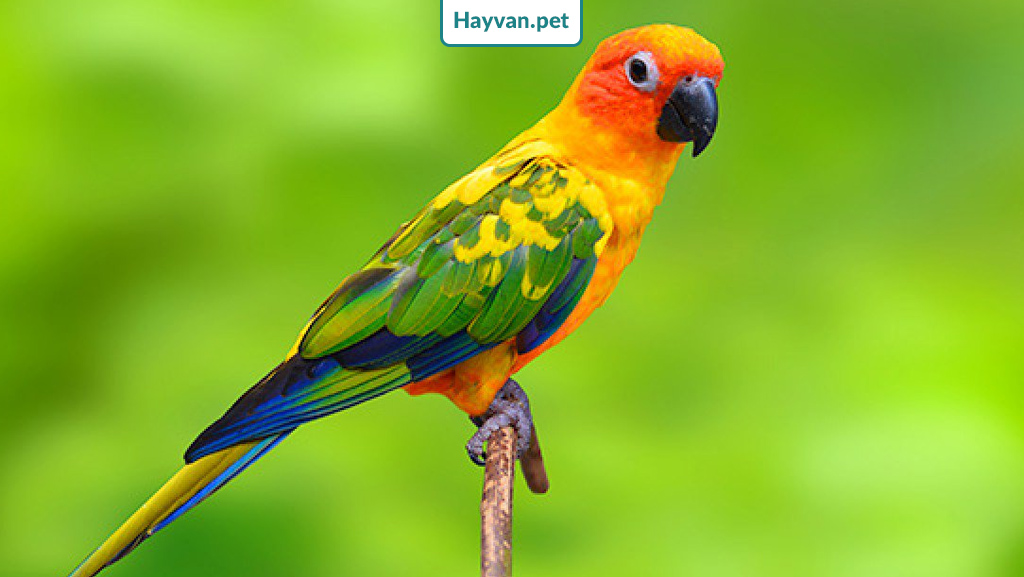 Güneş papağanı küçük bir gövdeye ve uzun bir kuyruğa sahiptir.