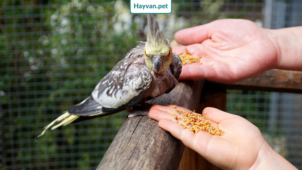sultan papağanı teşvik yemeği nedir?