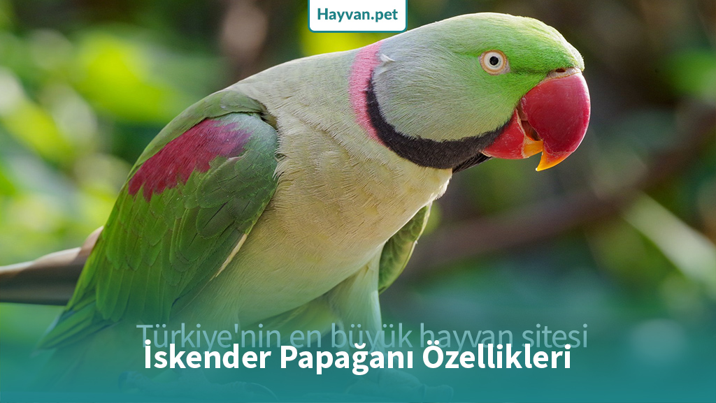 İskender Papağanı Özellikleri (Alexandrine parakeet)