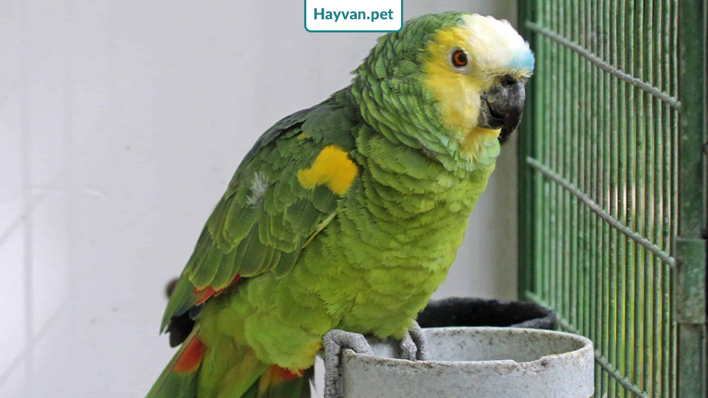 Mavi Alınlı Amazon Papağanı Beslenme ve Kafes Özellikleri