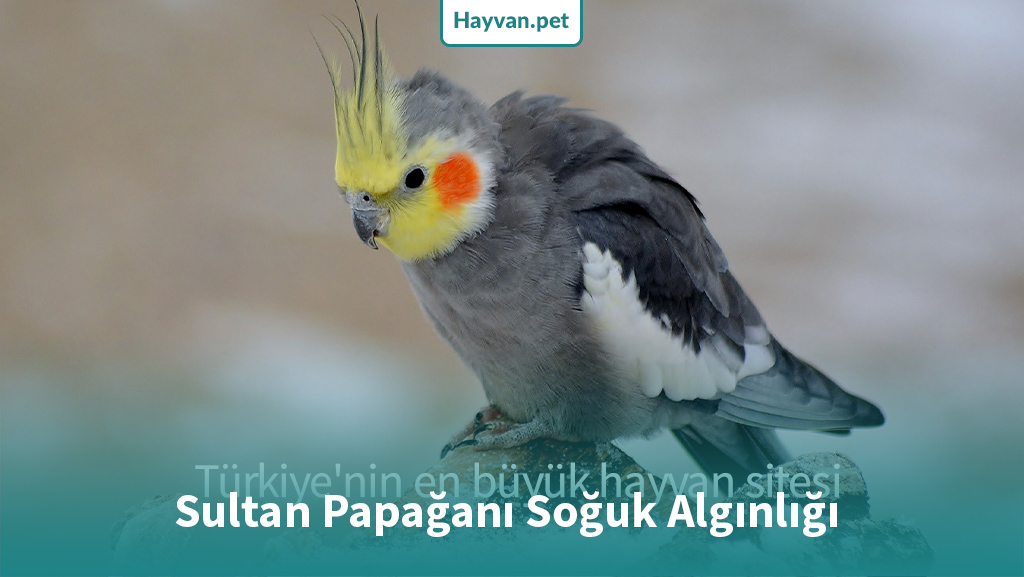 Sultan Papağanı Soğuk Algınlığı Tedavisi