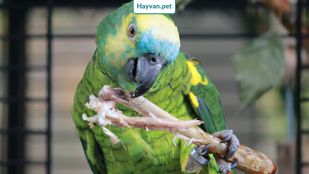 Mavi Alınlı Amazon Papağanı Beslenmesı