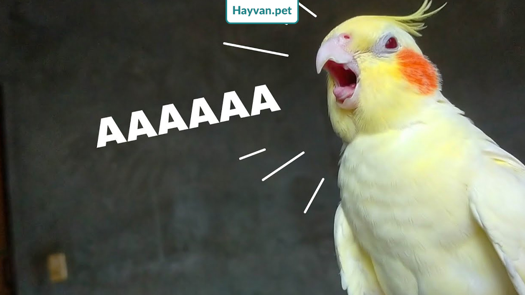 Sultan Papağanı aşırı bağırıyor