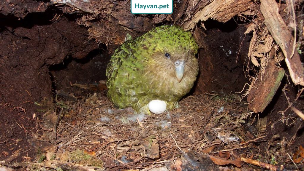 Kakapo Papağan Türünde Cinsiyet Ayrımı