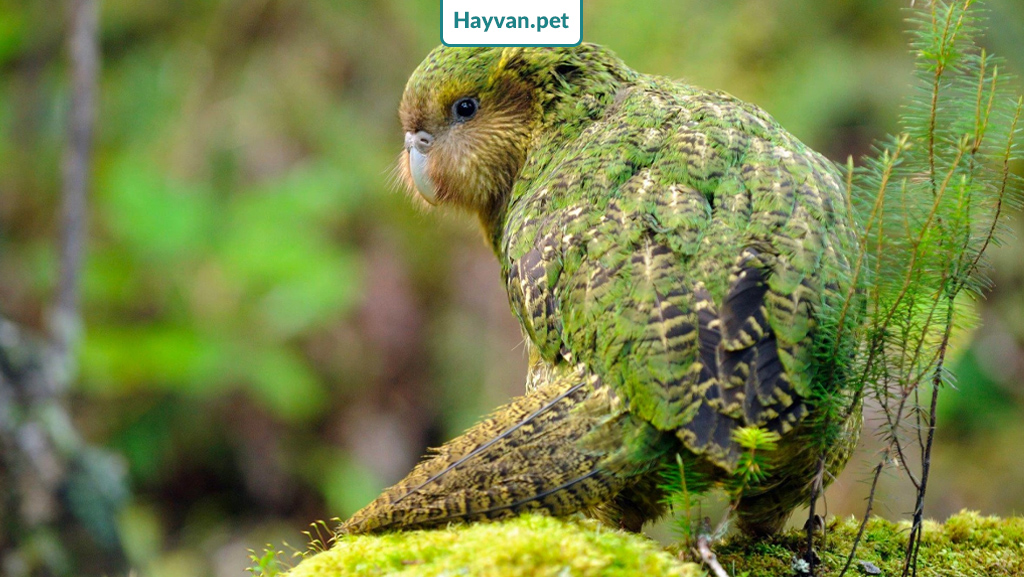 Kakapo Papağanı Diğer Papağanlardan Ayıran Özellikler