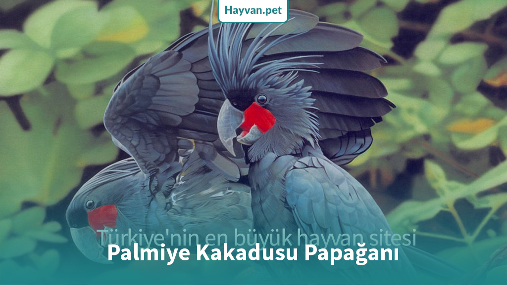 Palmiye Kakadusu Cinsleri ve Özellikleri