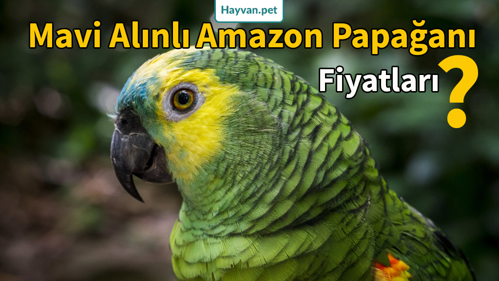 Mavi Alınlı Amazon Papağanı Konuşması