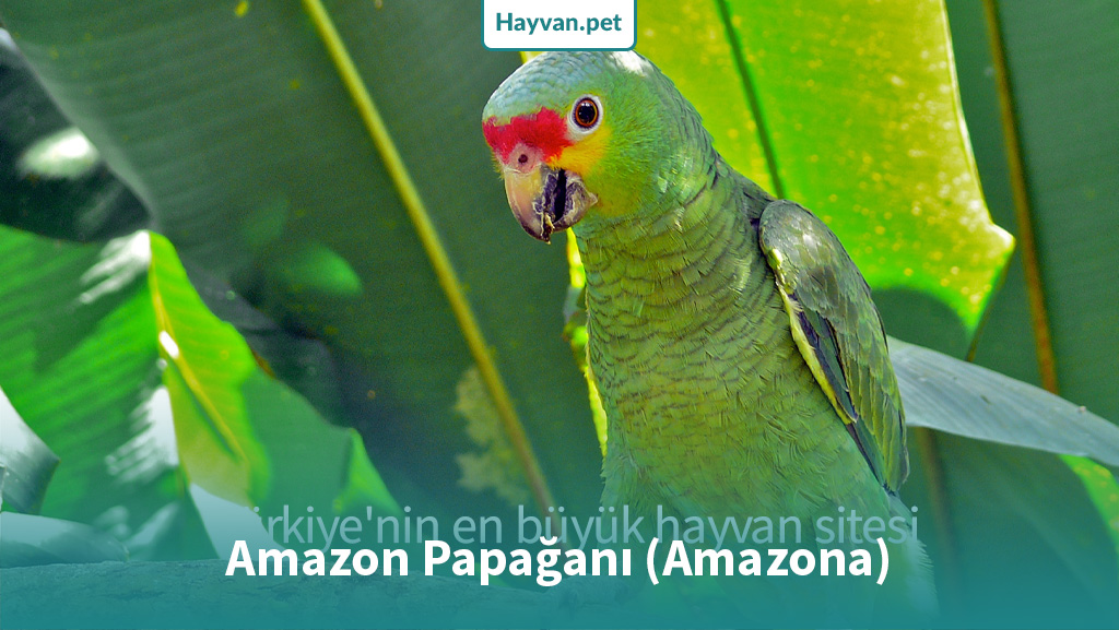 Amazon papağanı hakkında her şey