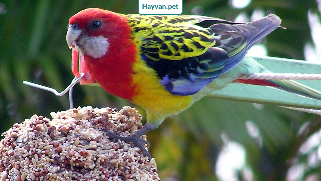 Rosella Papağanları Doğal Ortamda Beslenme Şekilleri