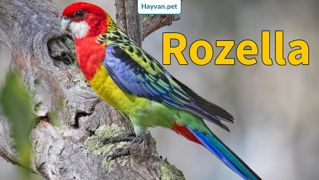 Rozella Papağanı Hakkında Bilgi