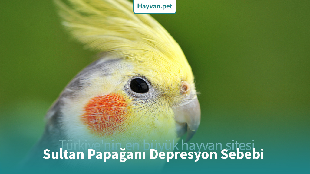 Sultan Papağanı Depresyon Sebebi