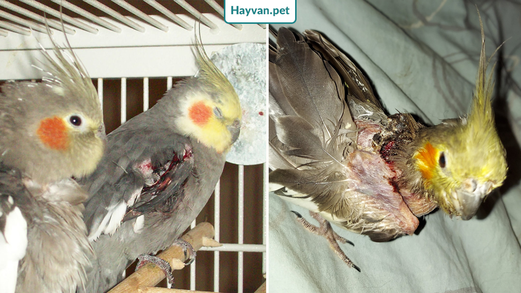 Sultan Papağanlerde cilt hastalıkları türleri
