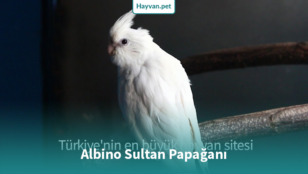 Albino Sultan Papağanı nedır?
