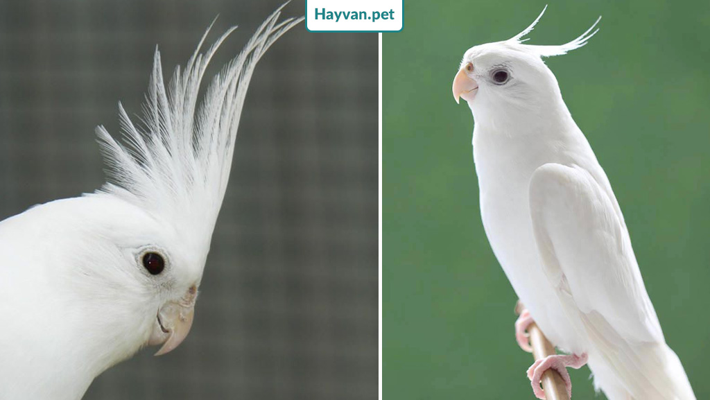 Albino (tamamen beyaz) sultan papağanı