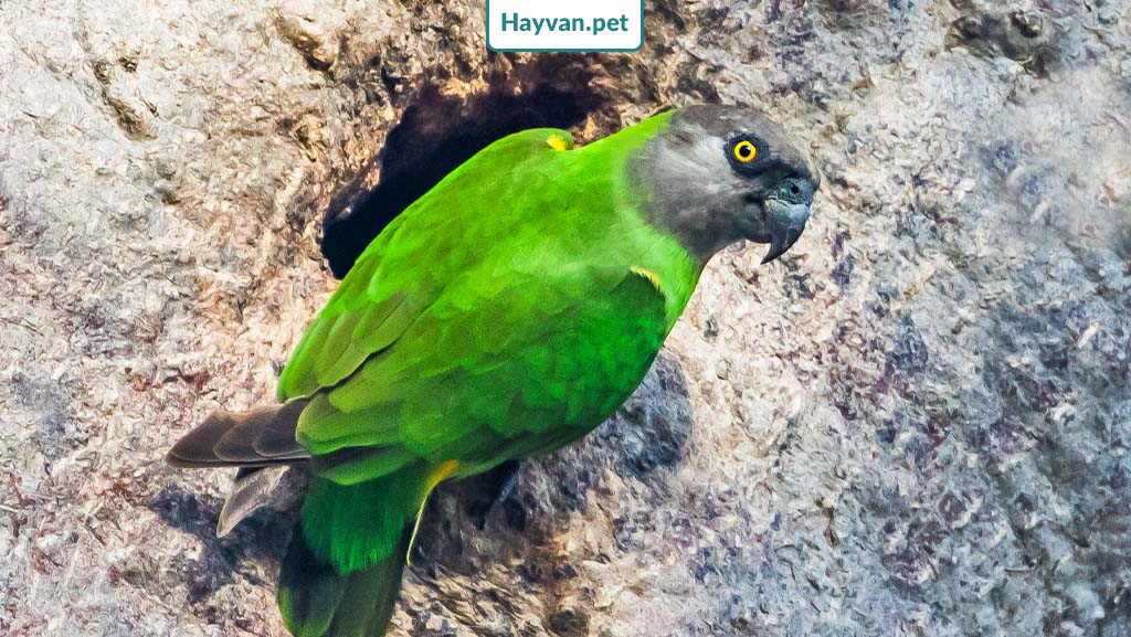 Senegal papağanı yuvalama