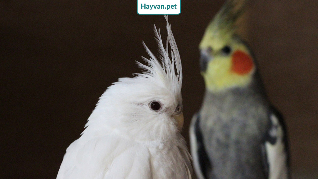 albino sultan papağan