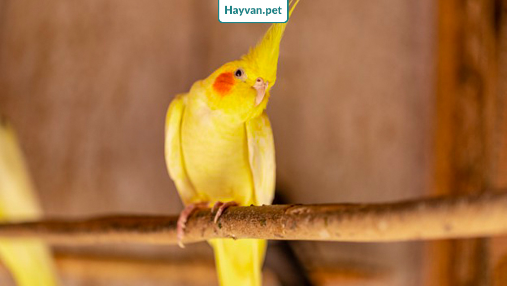 Lutino sarı sultan papağanı