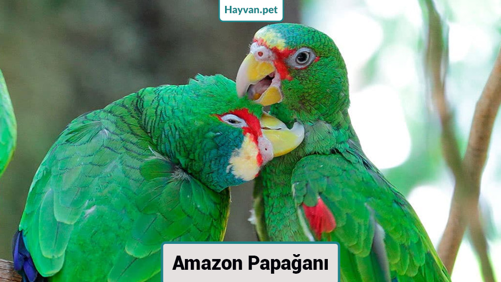 Amazon Papağanı
