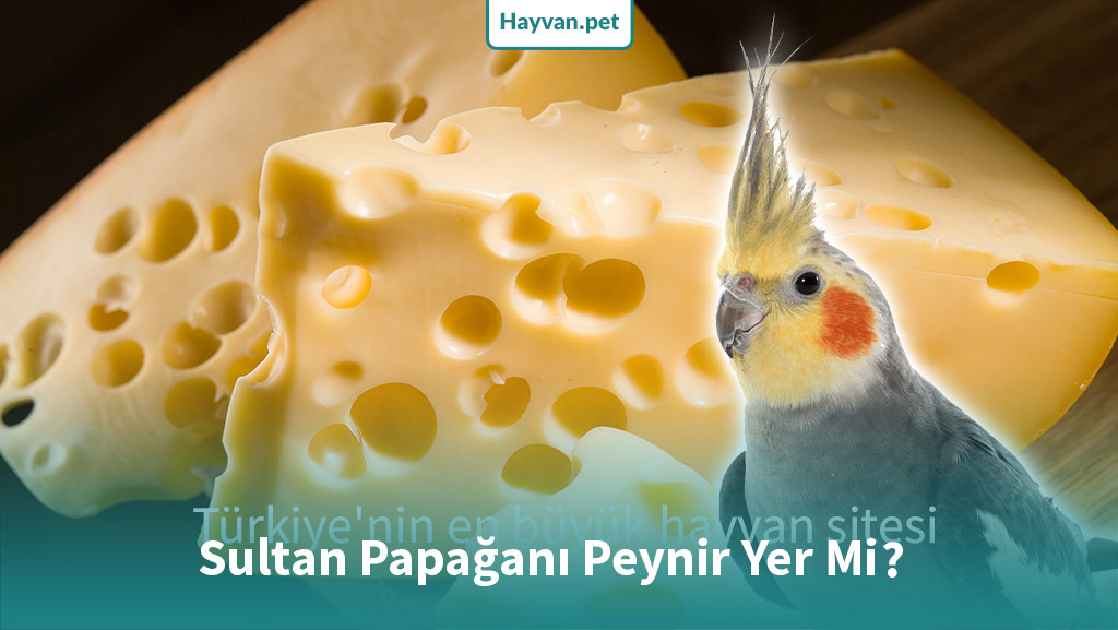 Sultan Papağanı Peynir Yer Mi?