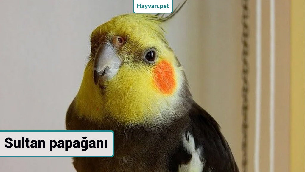 Sultan papağanı nedır? konuşan papağan türleri ve fiyatları