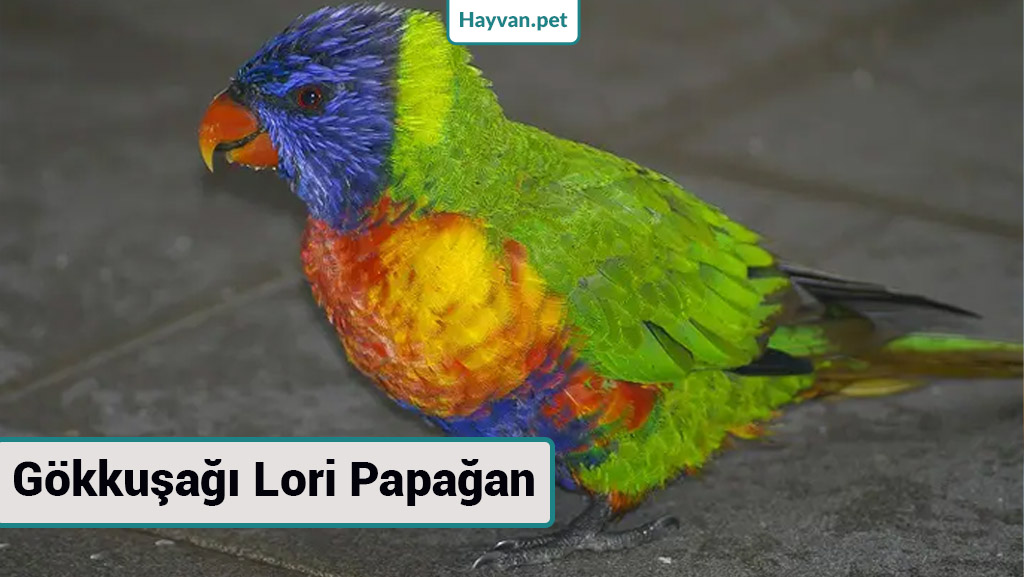 Gökkuşağı Lori Papağan nedır? papağan türleri resimli