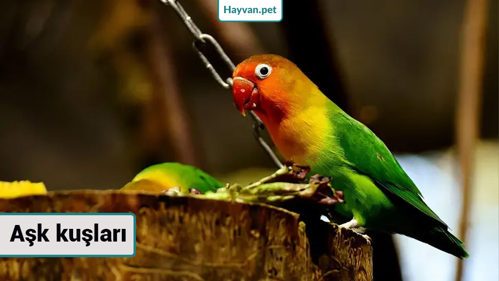 Aşk kuşları nedır? küçük papağan çeşitleri