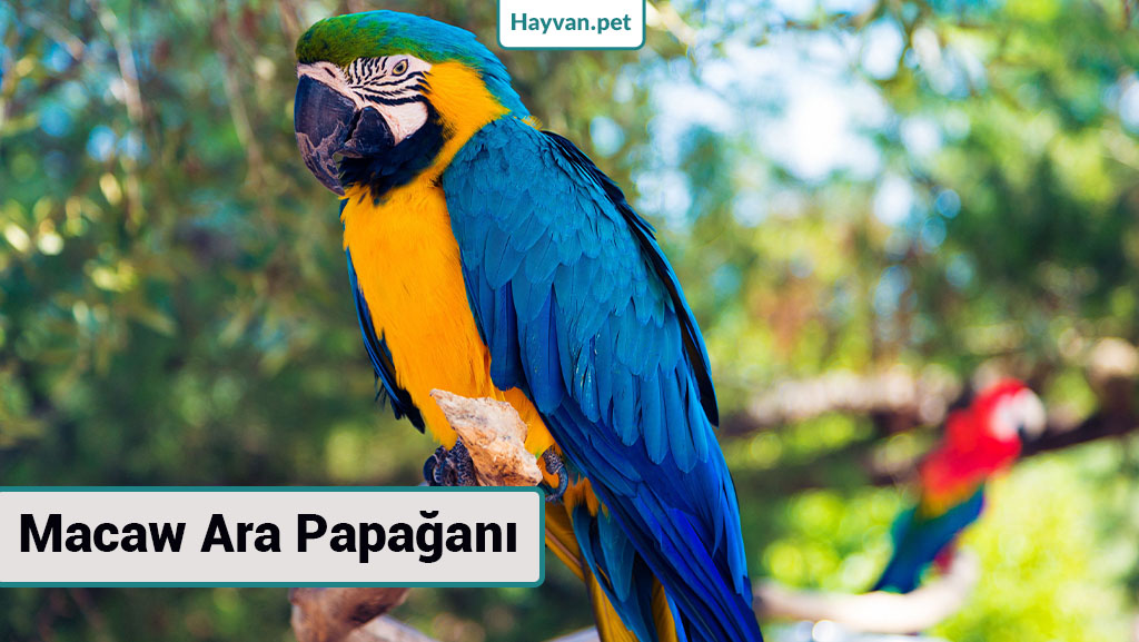 Macaw Ara Papağanı nedır? küçük papağan türleri