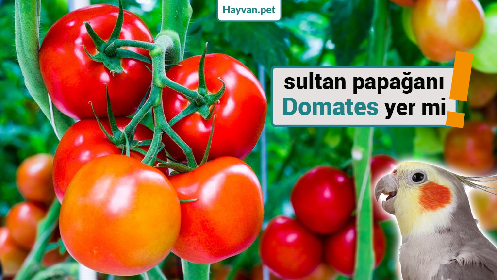 sultan papağanı için domates