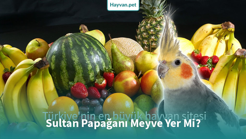 Sultan Papağanı Meyve Yer Mi?