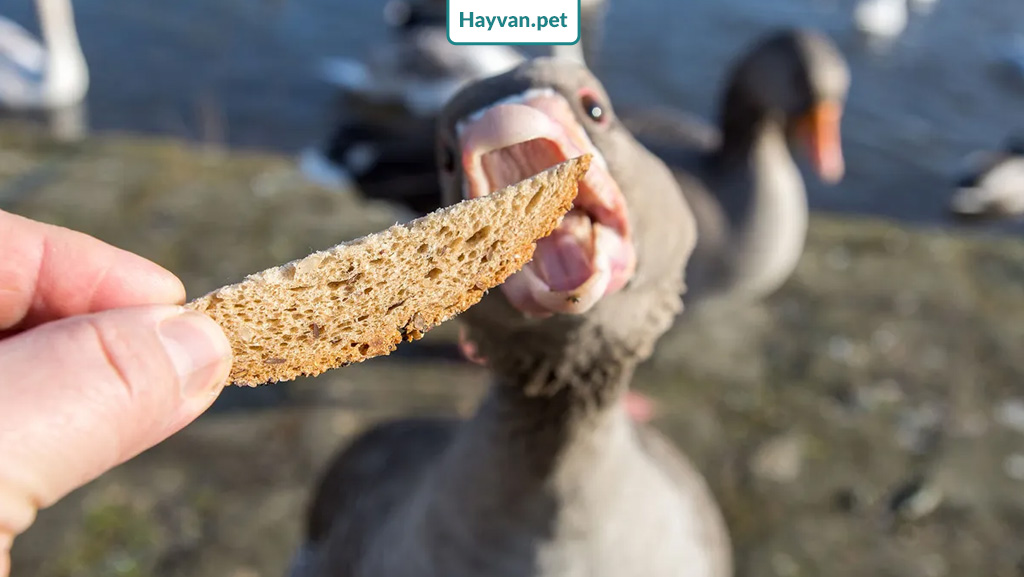 Kuşlar bayat ekmek yiyebilir mi?