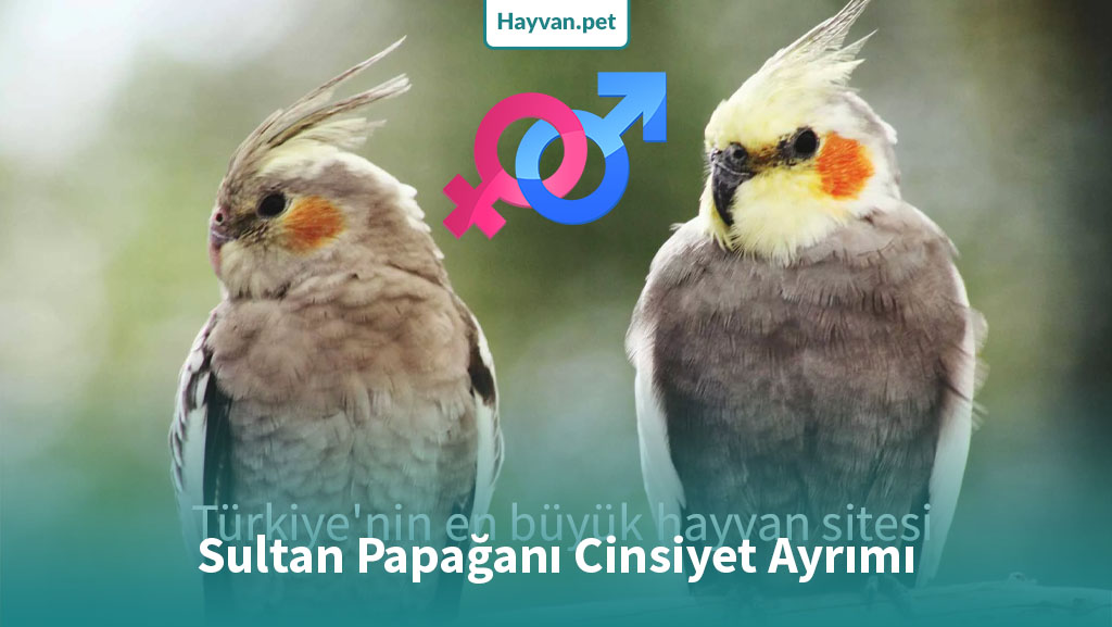 Sultan Papağanı Cinsiyet Ayrımı! [Erkek ve Dişi Arasındaki 9 Fark]