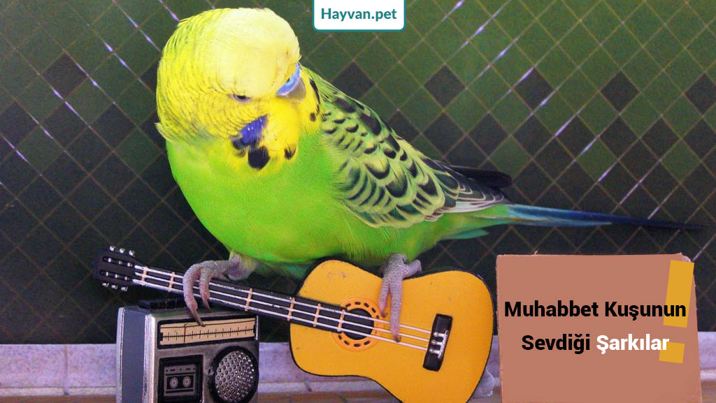 muhabbet kuşlarının sevdiği müzikler