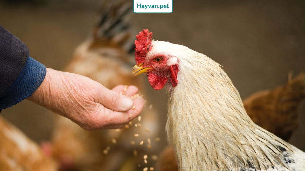 Tavuklarınız Yemlerinde Bir Sorun Olduğu İçin Yumurtlamıyor