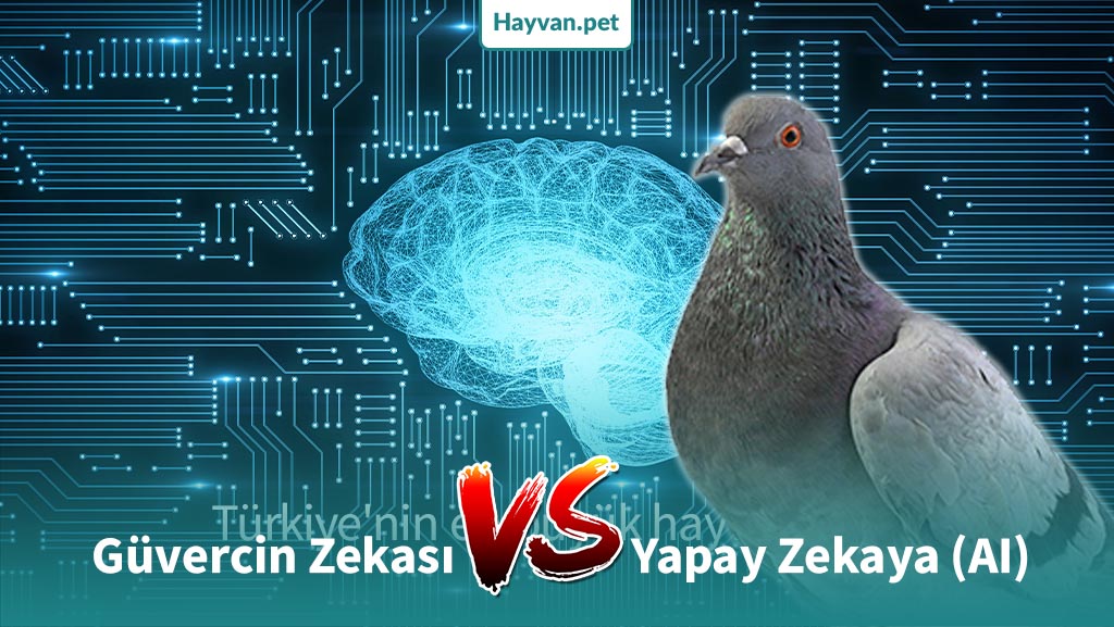 Güvercin Zekası Yapay Zekaya (AI) Eşit Mi?