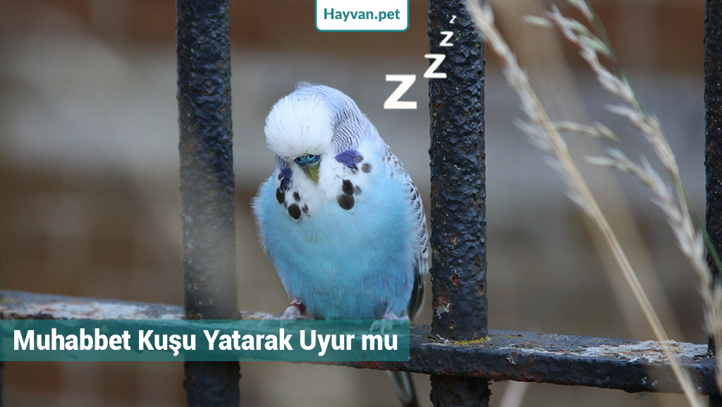 Muhabbet kuşu gözü açık mı uyur?