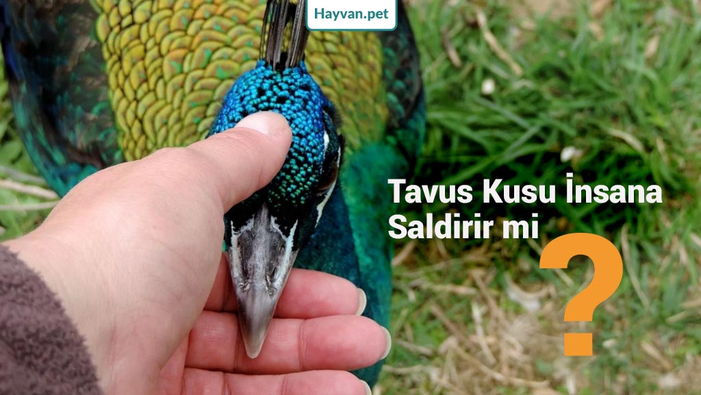 Tavus Kuşlarının Sergilediği Farklı Saldırganlık Türleri Nelerdir?