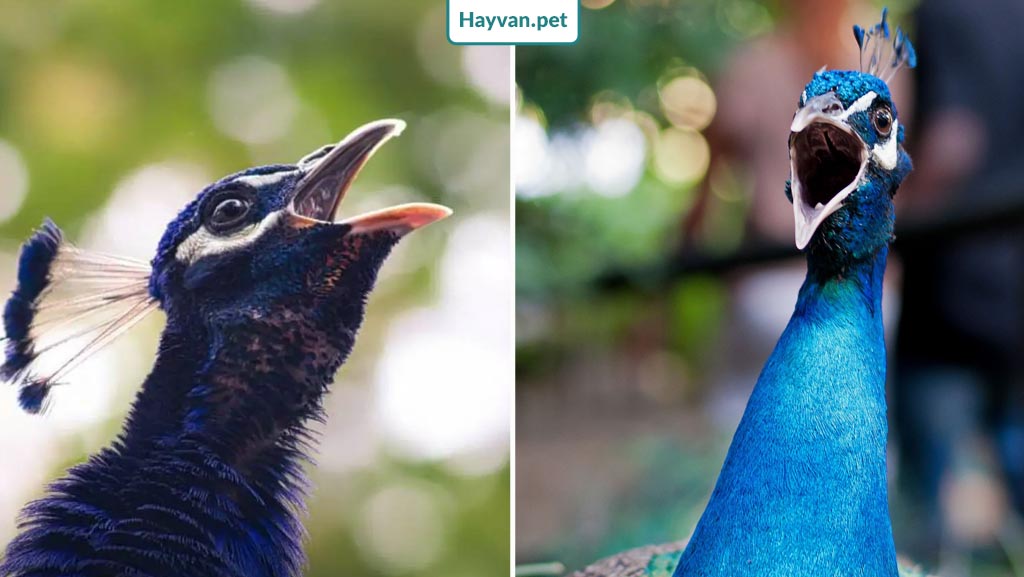 Tavus Kuşları Neden Honking Gibi Ses Çıkarır?