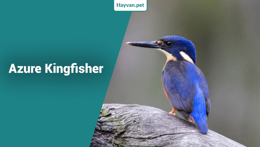 Azure Kingfisher nedır?