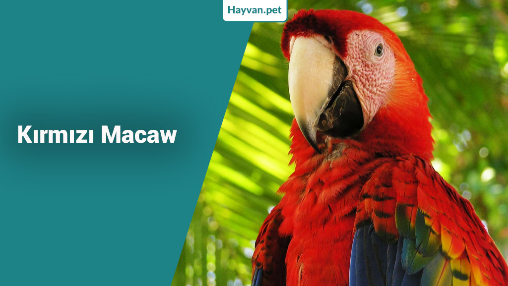 Kırmızı Macaw Papağanı nedır?