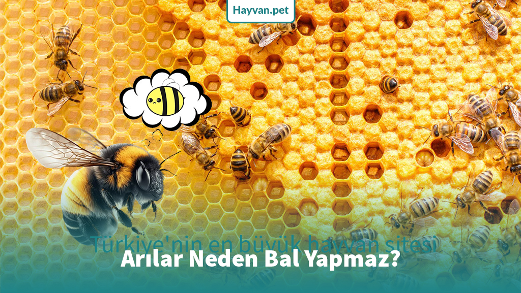 Arılar Neden Bal Yapmaz?