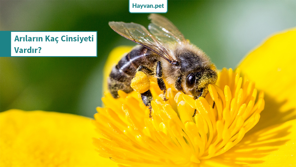 arıların cinsiyeti nasıl anlaşılır