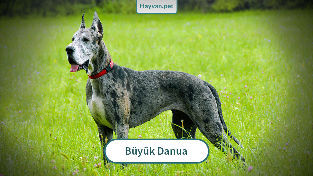 Büyük Danua Köpeği nedır?