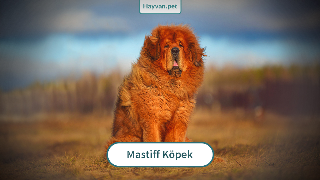 Mastiff Köpek nedır?