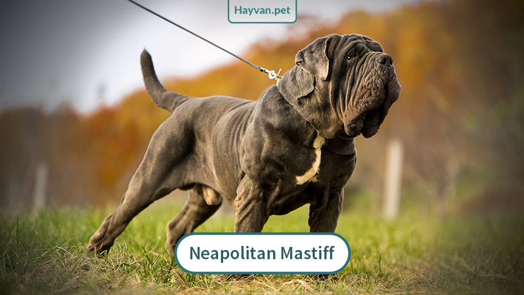 Neapolitan Mastiff Köpeği nedır?