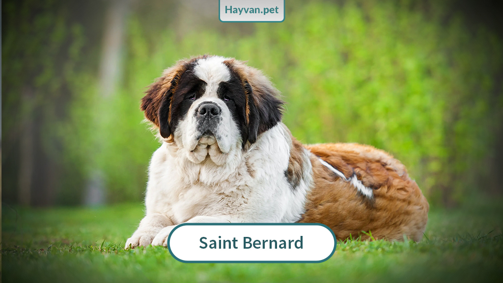 Saint Bernard Köpek nedır?