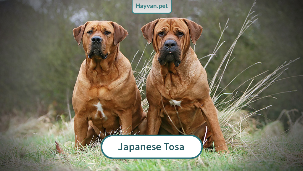 Japanese Tosa Köpek nedır?