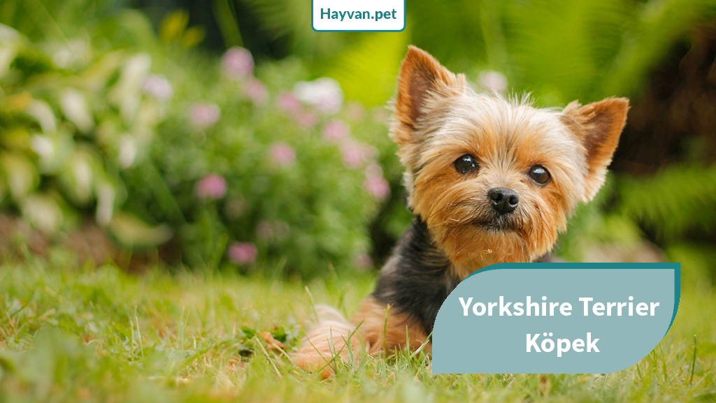 Yorkshire Terrier Köpek